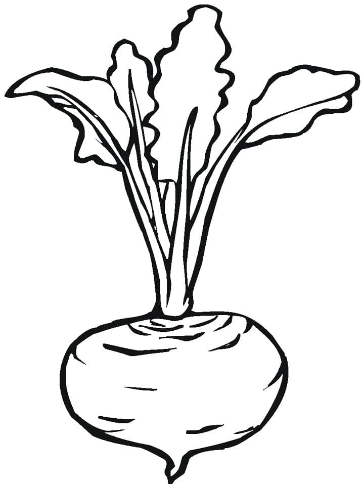 beterraba para colorir