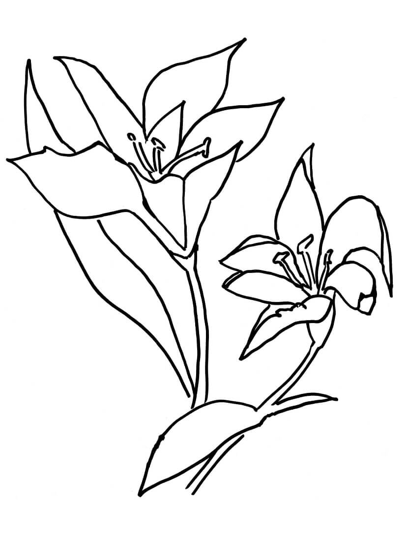 desenho adorável lírio para colorir