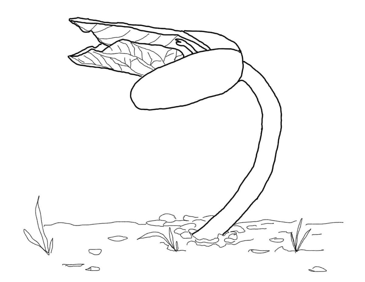 desenho broto de feijão para colorir