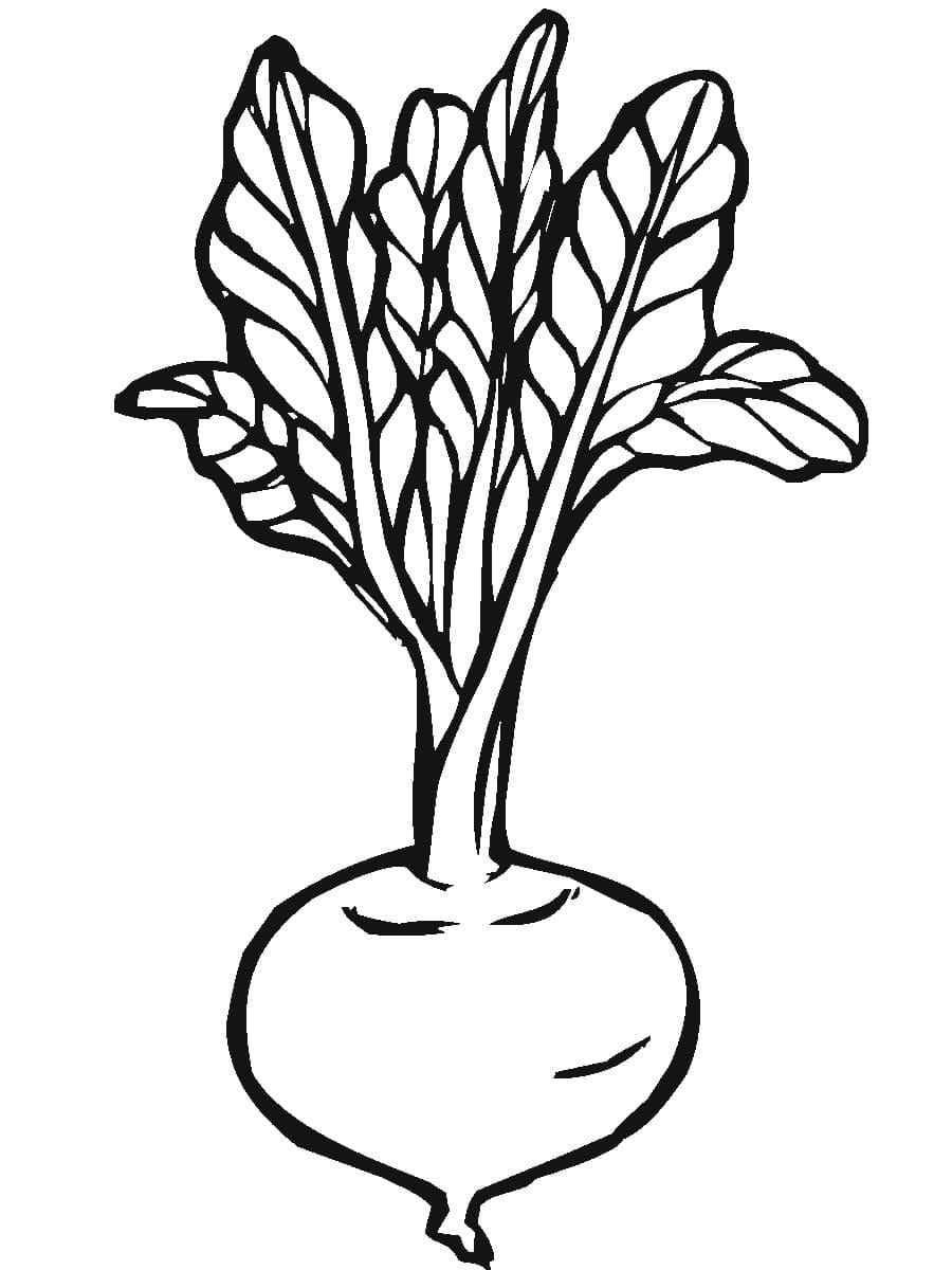 desenho de beterraba para crianças para colorir