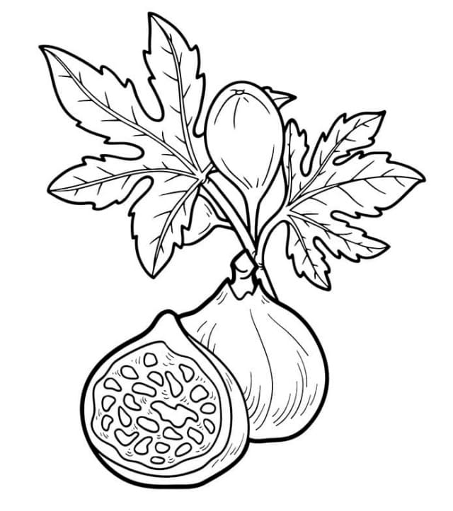 desenho de figo para crianças para colorir