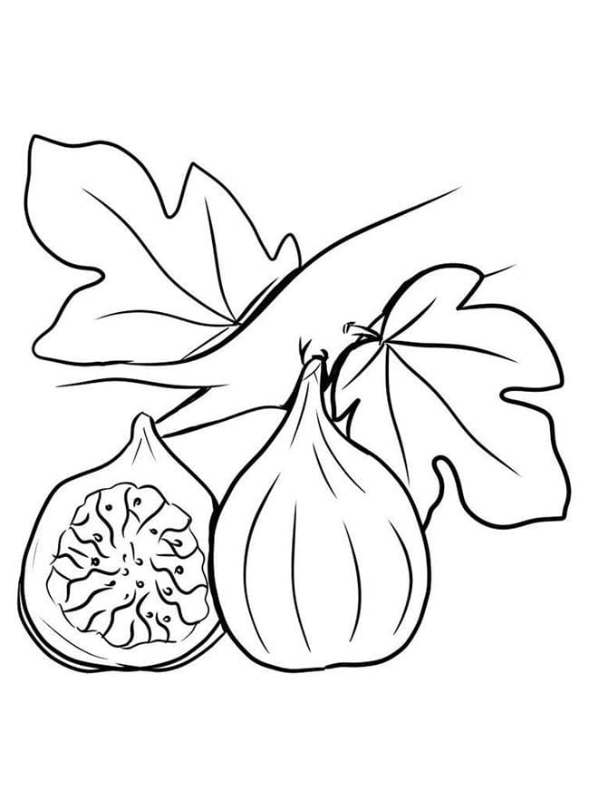 desenho de figo