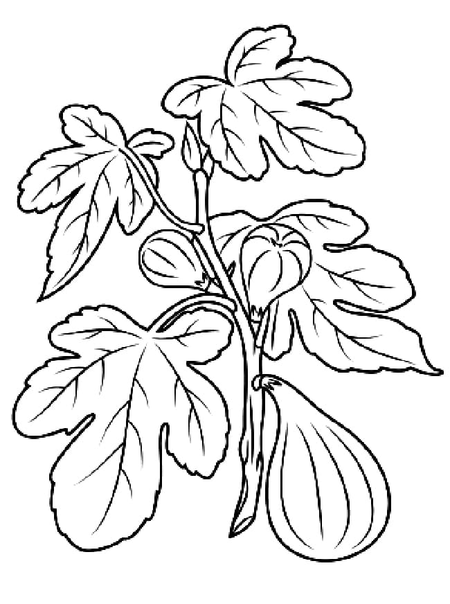 desenho de ramo de figo para colorir