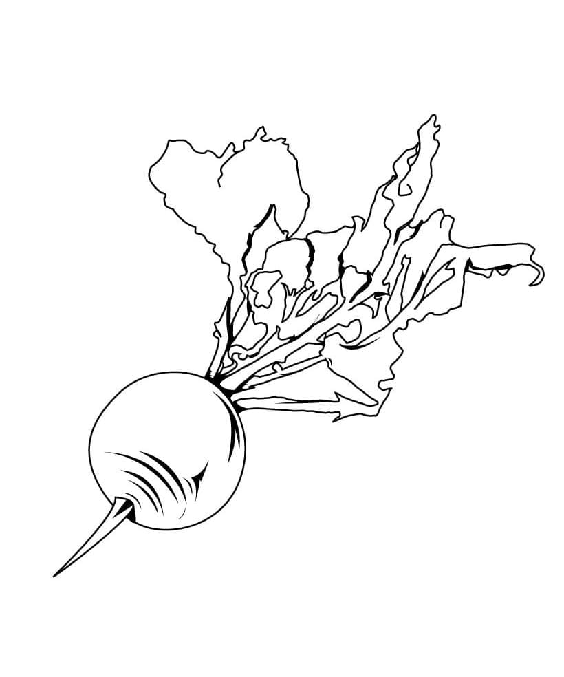 desenho de uma beterraba para colorir