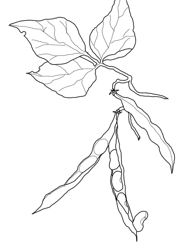 desenho feijões comuns para pintar em pdf
