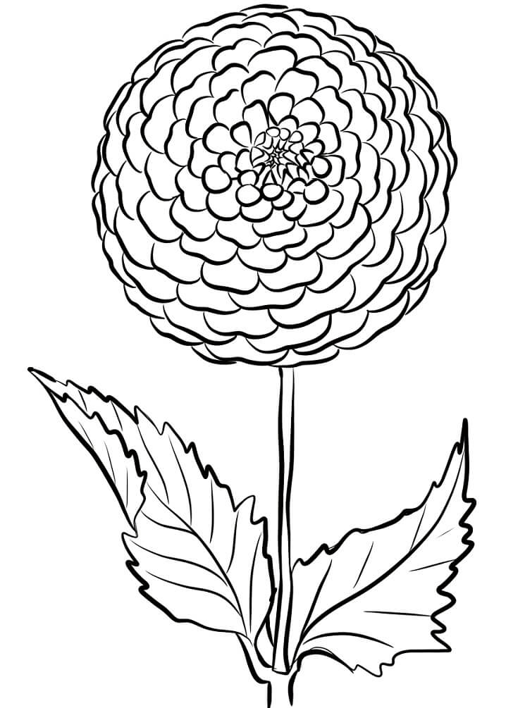 desenho flor dália para colorir gratuitamente