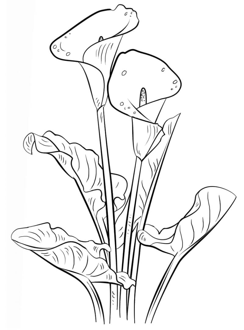 desenho flor de lírio do campo para imprimir