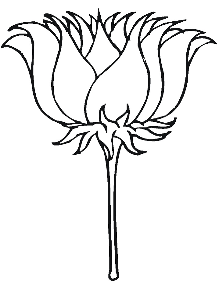 desenho flor de lótus