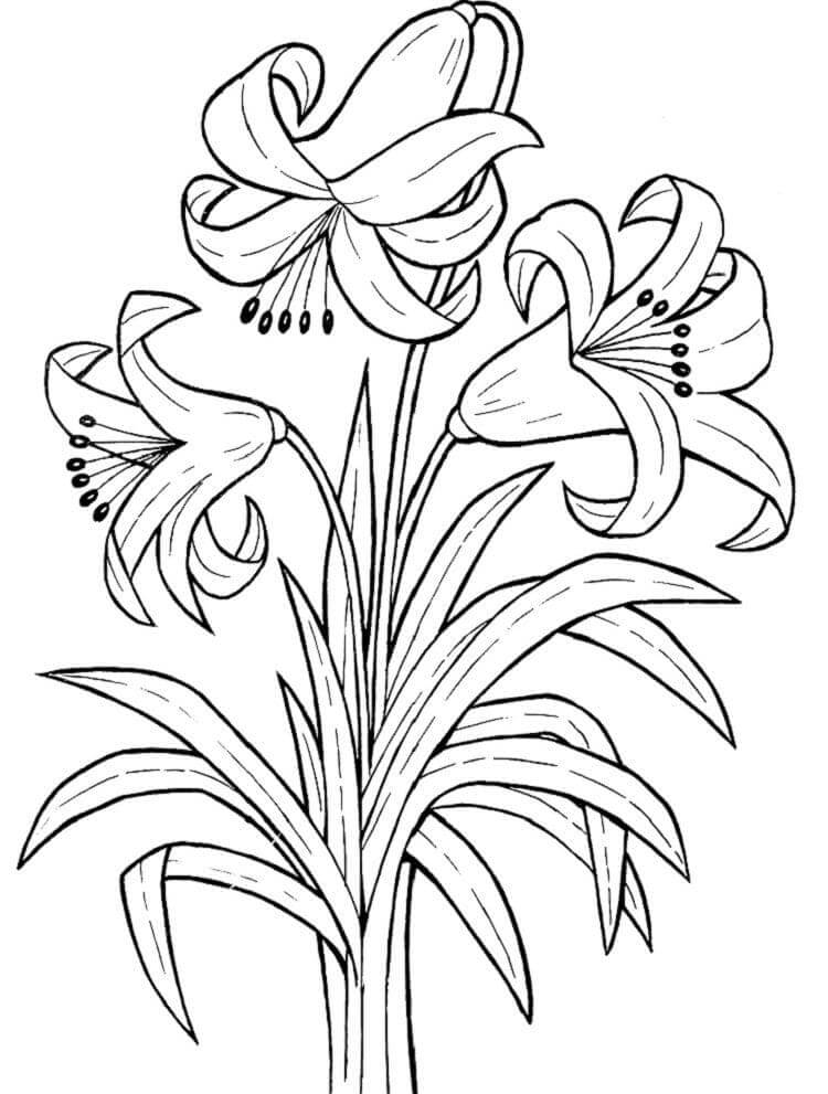 desenho flor lírio do campo para pintar