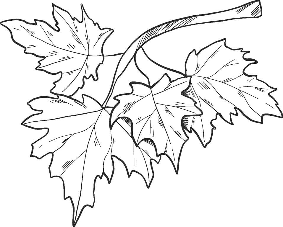 desenho folhas de outono realista para colorir