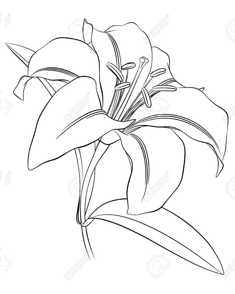 desenho imagens de lírio do campo