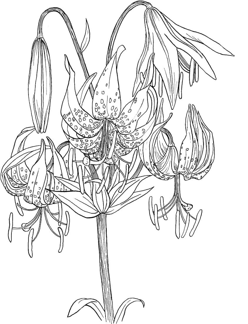 desenho lírio do campo desenho simples