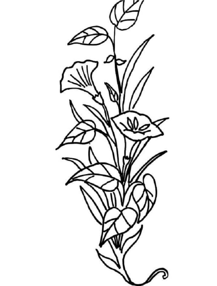 desenho lírio do campo ilustração para pintar grátis