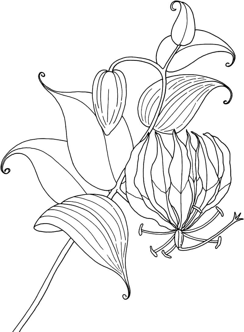 desenho lírio do campo para colorir em pdf