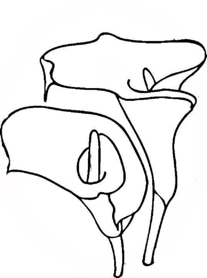 desenho lírio do campo preto e branco para colorir