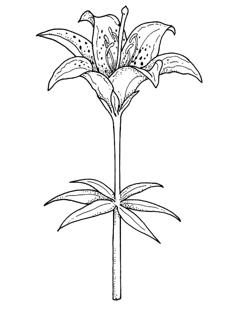 desenho lírio maravilhoso para colorir