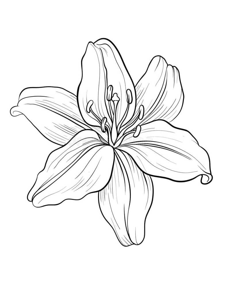 desenho para pintar lindo lírio para colorir