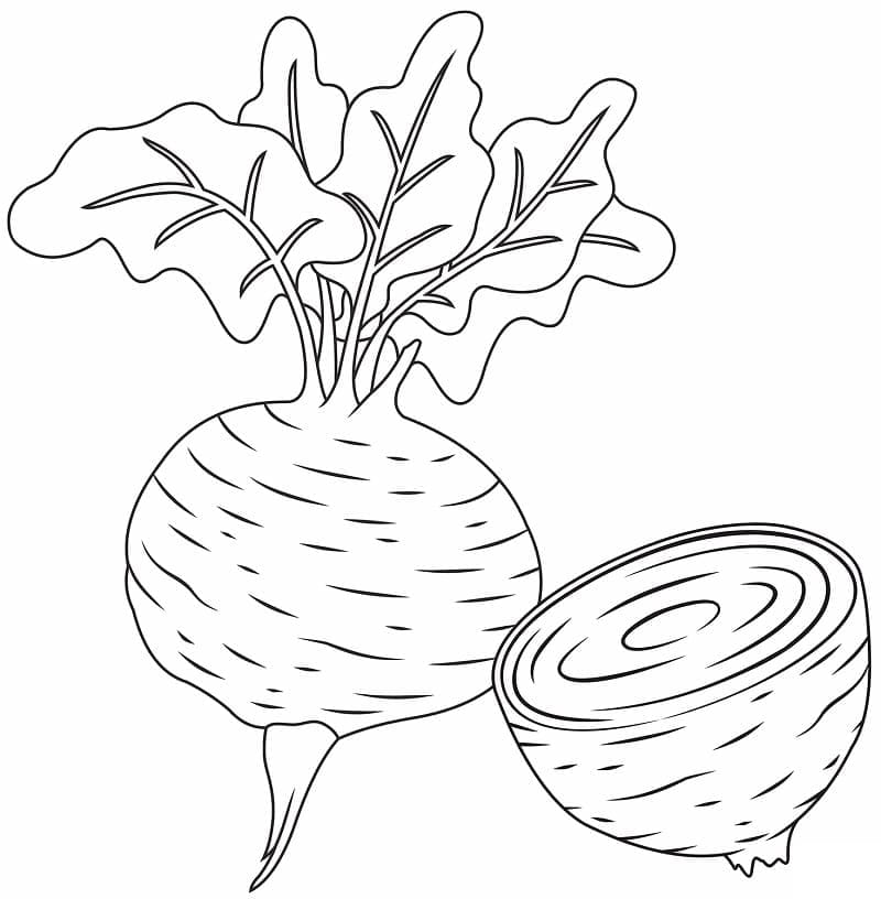 desenhos de beterraba