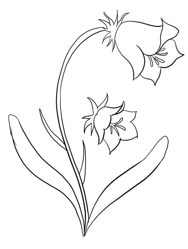 desenhos de campânula desenhados à mão