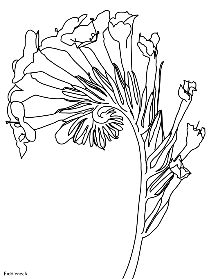 desenhos de fiddleneck para colorir