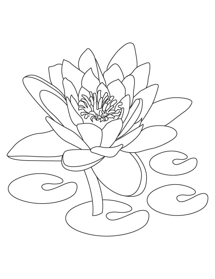 desenhos de flor de lótus para imprimir e colorir