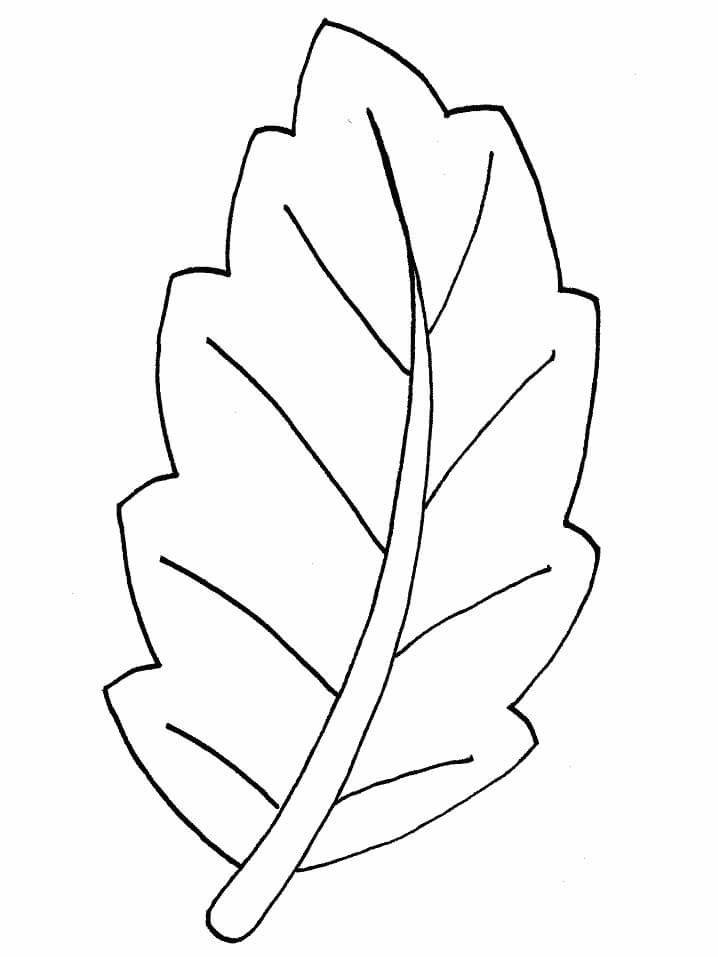 desenhos de folha para colorir