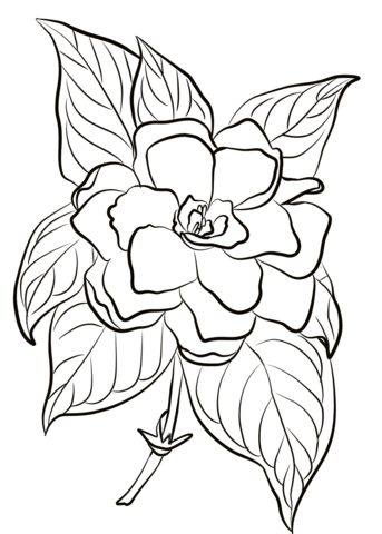 desenhos de gardênia para colorir