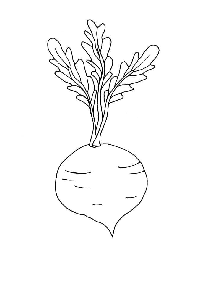 desenhos simples de beterraba para pintar pdf