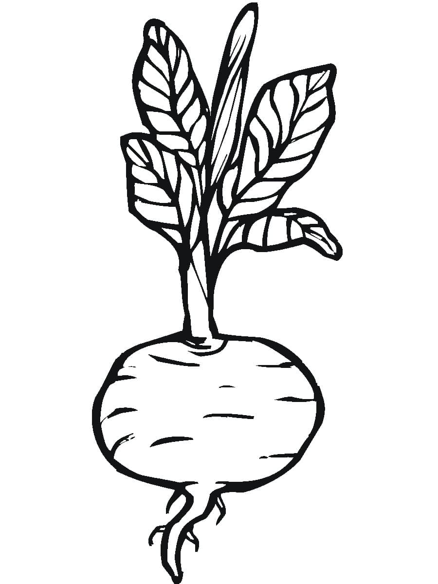 desenhos simples de beterraba