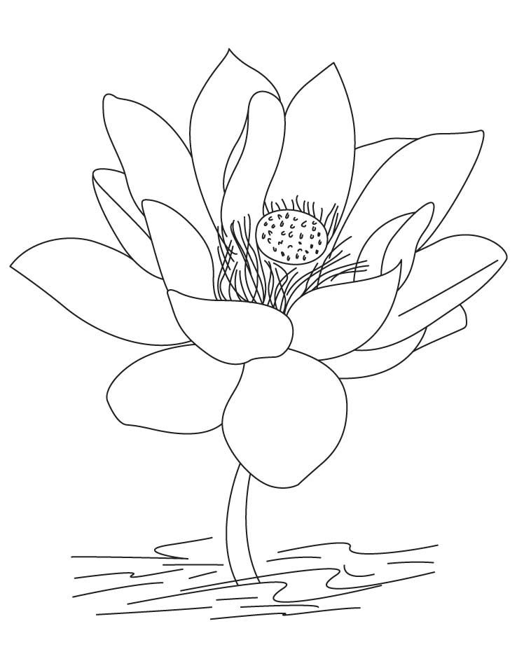flor de lótus para colorir