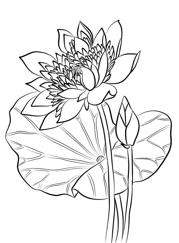 flor de lótus