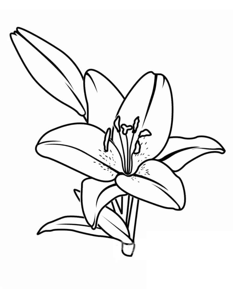 lírio desenho