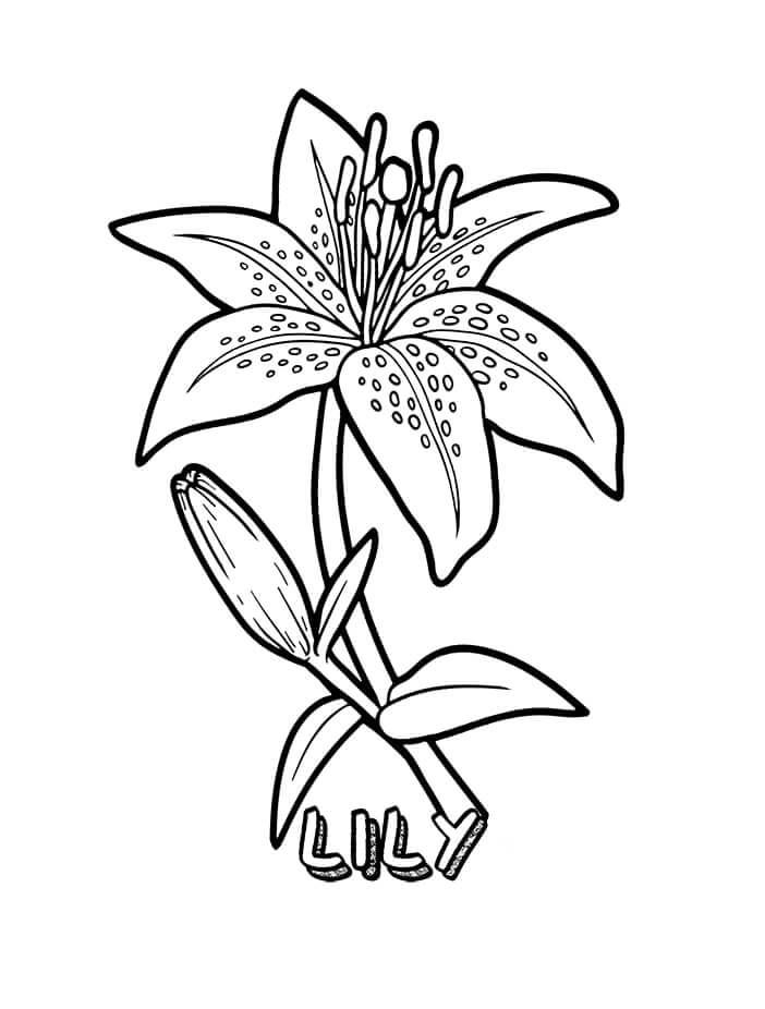 lírio