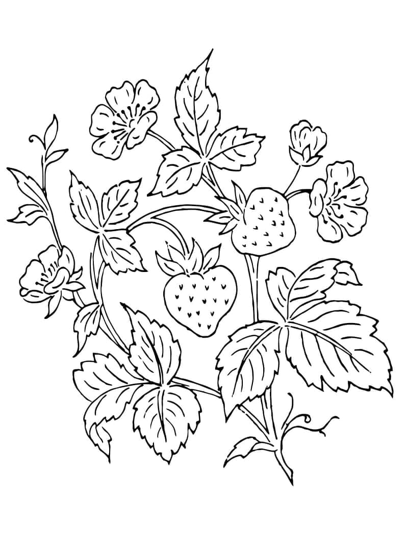 desenho de belos morangos para colorir