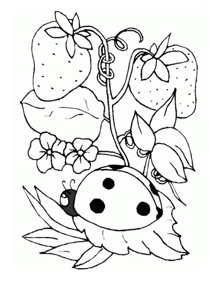 desenho de joaninha e morangos para colorir em pdf