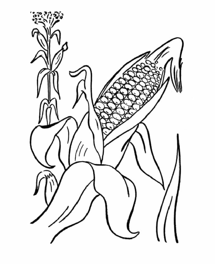 desenho de planta de milho para colorir