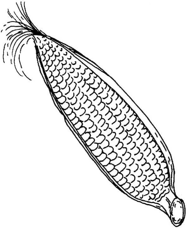 ilustração de desenho de milho para colorir