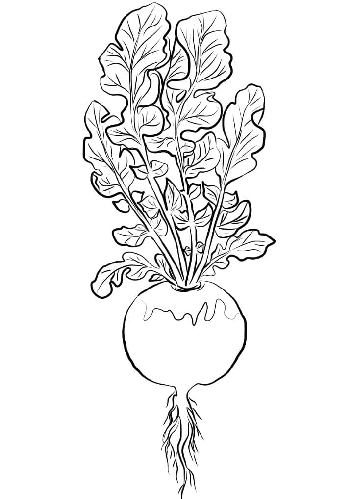 desenho de nabo realista para colorir
