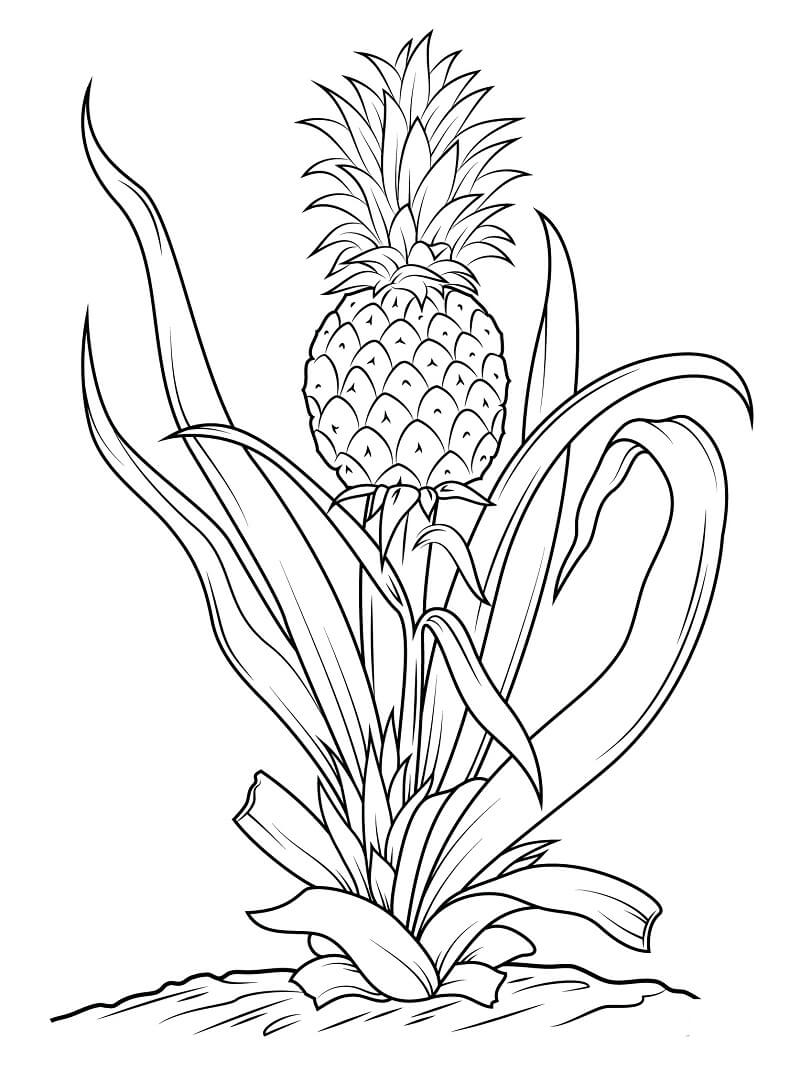 Desenho Fruta Abacaxi Ainda no Pé para Colorir