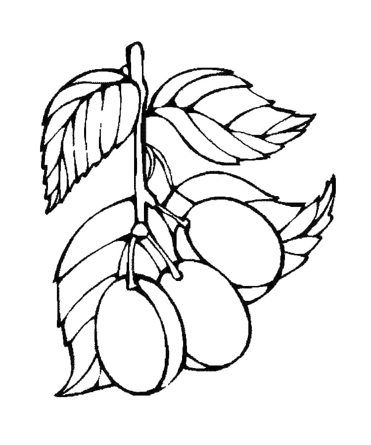 Desenho de Três Ameixas para Colorir