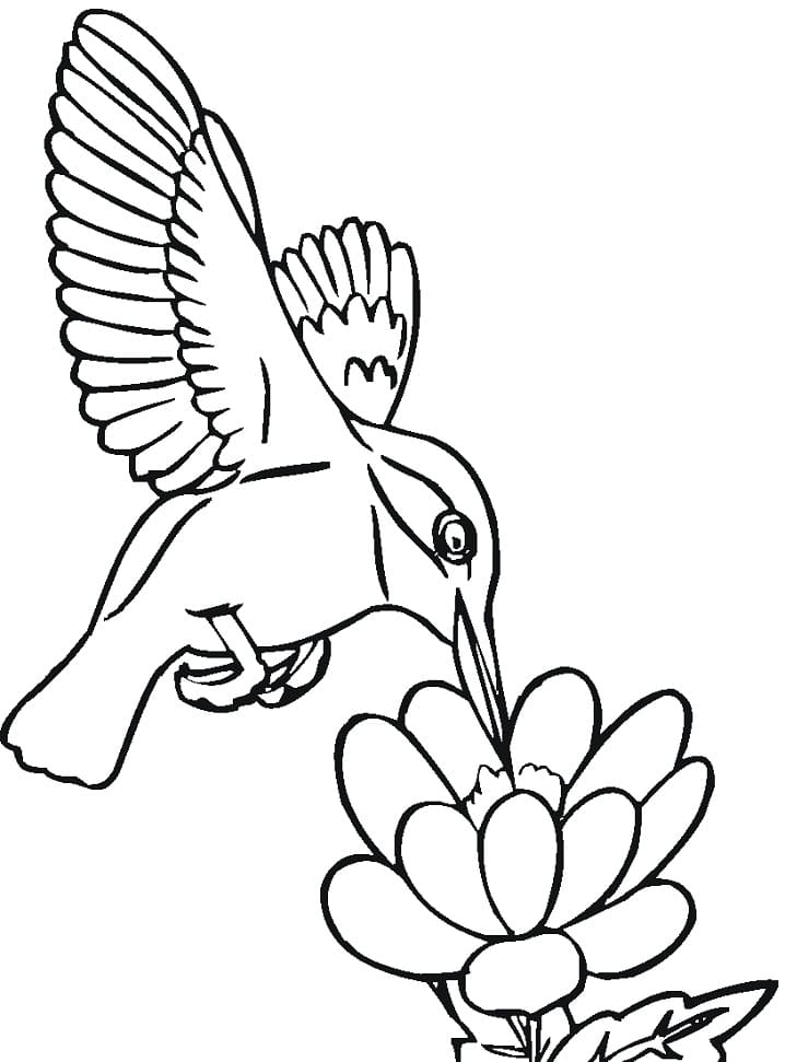 Desenho de Beijá Flor e Flor para Colorir Imprimivel Grátis