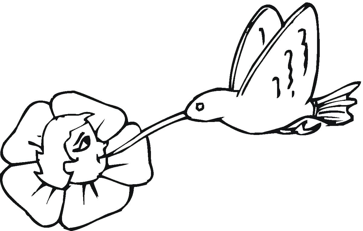 Desenho de Beijá Flor e Flor para Imprimir Download Lápis de Cor