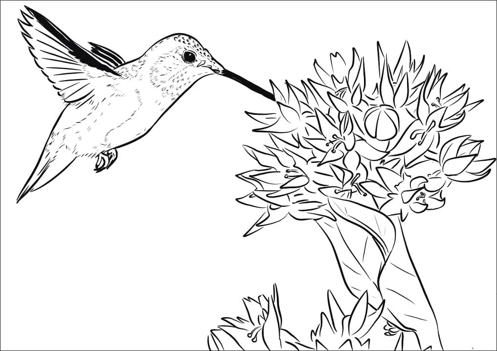 Desenho de Beijá Flor e Flor para Pintar Pdf Tinta Guache