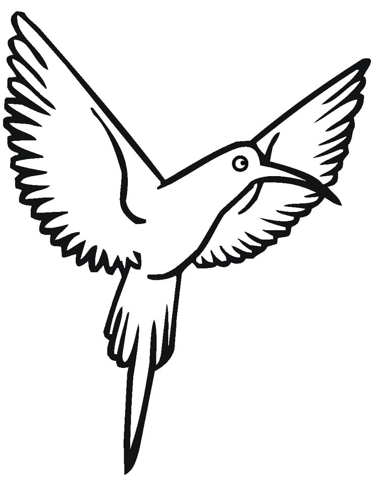 Desenho de Beijá Flor para Colorir Baixar Lápis de Cor