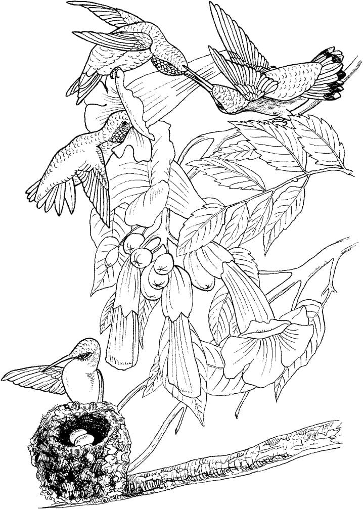 Desenho de Beijá Flores para Colorir Imprimivel Grátis