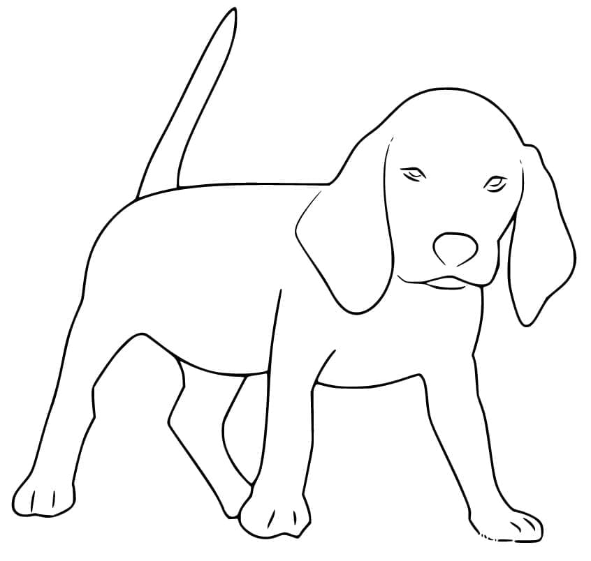 Desenho de Cachorro Beagle Grátis para Colorir