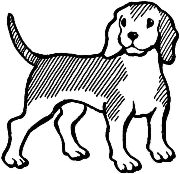 Desenho de Cachorro Beagle para Crianças para Colorir