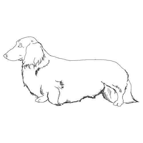 Desenho de Cachorro Dachshund 2 para Colorir