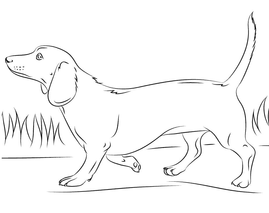 Desenho de Cachorro Dachshund Andando no Jardim para Colorir