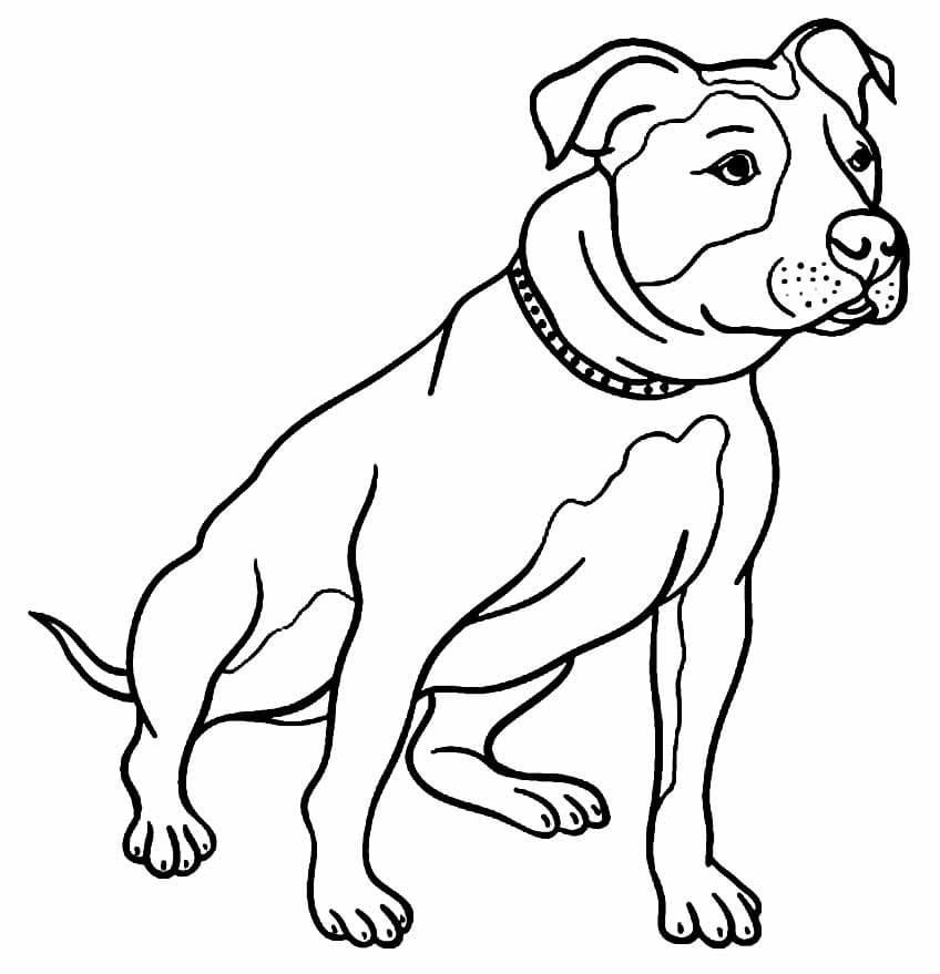 Desenho de Cachorro Pitbull para Colorir
